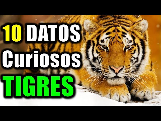 tigres 10 caracteristicas impresionantes de estos animales 3