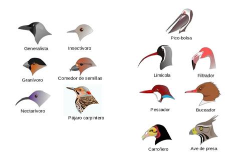 Tipos de ave: 50 ejemplos y nombres de aves Impresionantes 2 tipos de ave 50 ejemplos y nombres de aves impresionantes