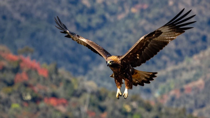 Tipos de ave: 50 ejemplos y nombres de aves Impresionantes 4 Aves rapaces majestuosas sobre montañas mexicanas
