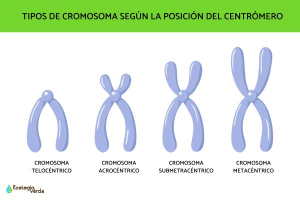 tipos de cromosomas funciones caracteristicas y mas 1