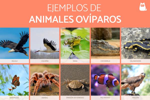 Todo sobre animales ovíparos: características, ejemplos y curiosidades 2 todo sobre animales oviparos caracteristicas ejemplos y curiosidades