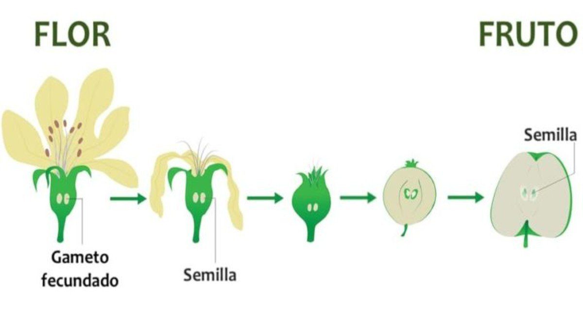 todo sobre la reproduccion de plantas de lo sexual a lo