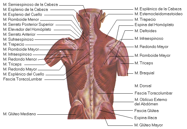 Torso: Definición, concepto y su importancia en anatomía 2 torso definicion concepto y su importancia en anatomia