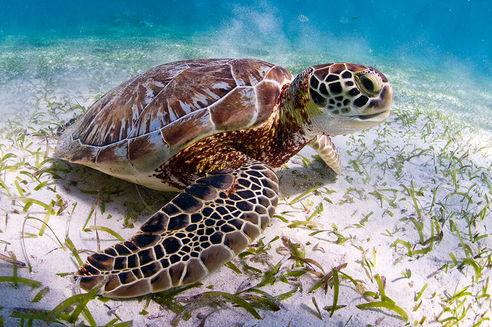 tortugas en el mar guardianas de nuestros oceanos