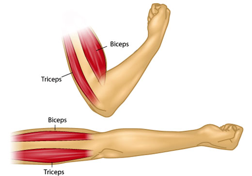 triceps definicion tipos y conceptos clave de tricep 3