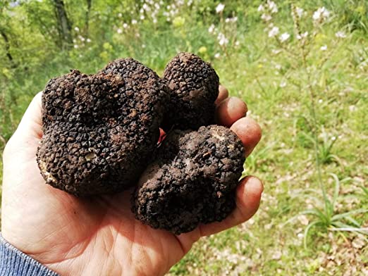 trufas definicion propiedades y conceptos sobre hongos 1