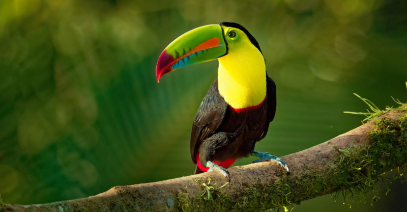 tucan tipos alimentacion y caracteristicas esenciales 3