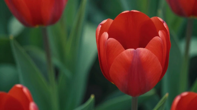 Tulipán: Qué es, características y usos en la medicina 5 Tulip rojo vibrante con fondo verde y luz suave