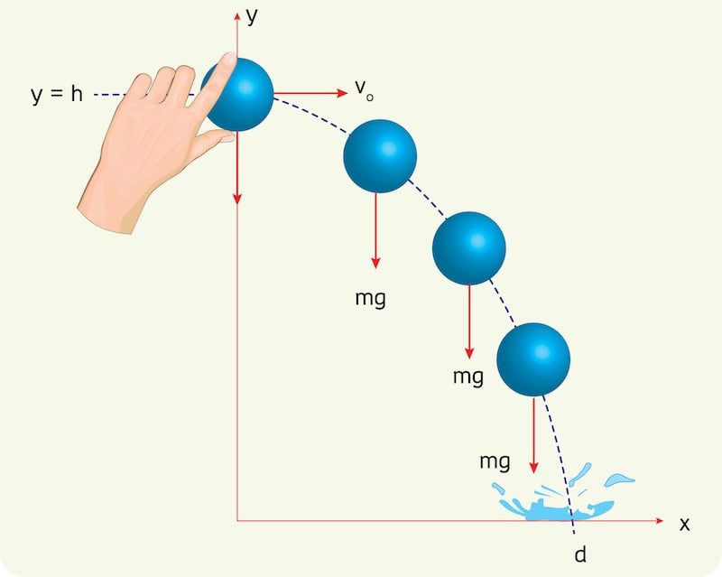 vector definicion en biologia e informatica