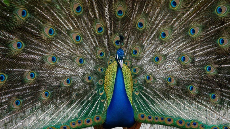 La diversidad y adaptación en la reproducción sexual de la naturaleza 3 Macro vibrante de pavo real detallado