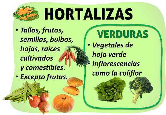 verduras que son propiedades y diferencia con hortalizas 2