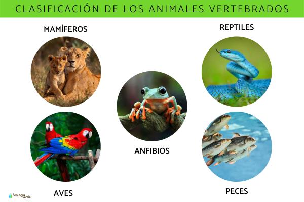 vertebrados clasificacion origen y caracteristicas clave 4