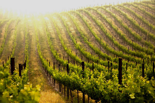 vinedo definicion y concepto esencial de su cultivo 1